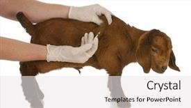  Presentation with goat farm - Slides with farm veterinary care - south african background and a white colored foreground