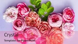  Presentation with wedding roses - Cool new PPT layouts with farm wedding - nice fresh roses backdrop and a  colored foreground