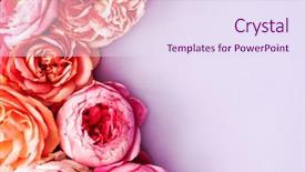  Presentation with roses - Amazing PPT theme having farm wedding - nice fresh roses backdrop and a  colored foreground