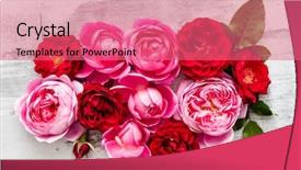  Presentation with roses - Audience pleasing slide deck consisting of farm wedding - nice fresh roses backdrop and a  colored foreground