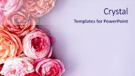 Presentation with wedding roses - PPT theme featuring farm wedding - nice fresh roses background and a  colored foreground