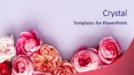  Presentation with roses - Slide deck consisting of farm wedding - nice fresh roses background and a sky blue colored foreground