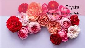  Presentation with red roses rose garden - Beautiful PPT layouts featuring farm wedding - nice fresh roses backdrop and a  colored foreground