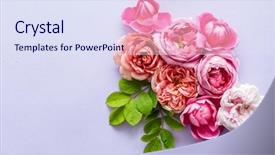  Presentation with red roses rose garden - Beautiful PPT theme featuring farm wedding - nice fresh roses backdrop and a  colored foreground