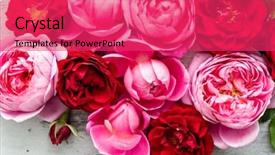  Presentation with wedding roses - Audience pleasing presentation theme consisting of farm wedding - nice fresh roses backdrop and a  colored foreground