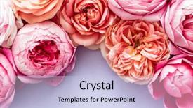  Presentation with war roses tudor rose - PPT layouts enhanced with farm wedding - nice fresh roses background and a light blue colored foreground