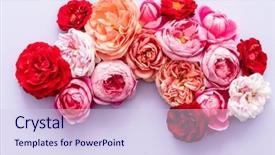  Presentation with wedding roses - Amazing slide deck having farm wedding - nice fresh roses backdrop and a sky blue colored foreground