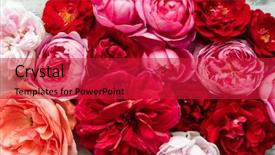  Presentation with war roses tudor rose - Slide deck with farm wedding - nice fresh roses background and a red colored foreground