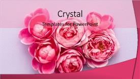  Presentation with pink roses - PPT theme consisting of farm wedding - nice pink roses top view background and a coral colored foreground