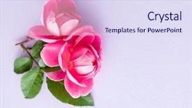  Presentation with singled green pink rose - Amazing slide set having farm wedding - nice pink roses backdrop and a  colored foreground