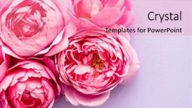  Presentation with pink roses - Amazing slides having farm wedding - nice pink roses backdrop and a  colored foreground