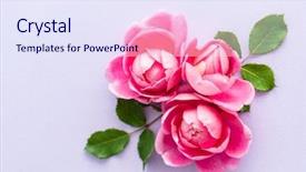  Presentation with pink roses - Beautiful slides featuring farm wedding - nice pink roses backdrop and a sky blue colored foreground