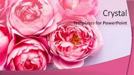  Presentation with pink and white roses country - Colorful PPT theme enhanced with farm wedding - nice pink roses backdrop and a coral colored foreground