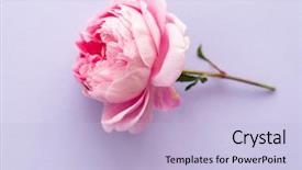  Presentation with pink wedding - Beautiful PPT layouts featuring farm wedding - nice pink roses backdrop and a light blue colored foreground