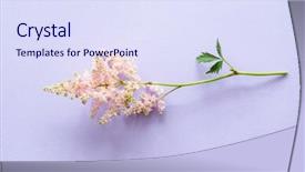  Presentation with flower condolenses - Slides with farm wedding - single astilba flower background and a  colored foreground