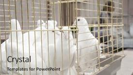  Presentation with doves - Slide deck having farm wedding - white doves on a sunny background and a light gray colored foreground