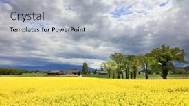  Presentation with rapeseed - Audience pleasing PPT theme consisting of farm-with-field-of-rapeseed backdrop and a light gray colored foreground