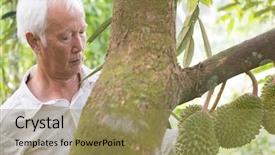  Presentation with tree farm - Colorful slide set enhanced with farm worker checking on durian backdrop and a coral colored foreground