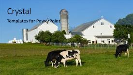  Presentation with dairy farm - Presentation design enhanced with farm background and a light blue colored foreground