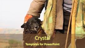  Presentation with sheepdog - Audience pleasing slides consisting of farmer and sheepdog backdrop and a tawny brown colored foreground