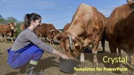  Presentation with apprentice - Beautiful slide set featuring farmer-apprentice-feeding-cattle backdrop and a tawny brown colored foreground