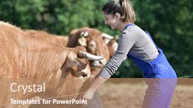  Presentation with cattle - Beautiful presentation theme featuring farmer-apprentice-feeding-cattle backdrop and a coral colored foreground