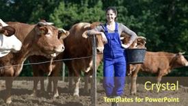  Presentation with cattle - Cool new presentation theme with farmer-apprentice-feeding-cattle backdrop and a tawny brown colored foreground
