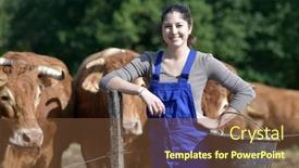  Presentation with cattle - Presentation enhanced with farmer-apprentice-feeding-cattle background and a tawny brown colored foreground