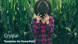  Presentation with corn field - Beautiful theme featuring farmer-at-corn-field-hiding backdrop and a tawny brown colored foreground