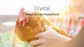  Presentation with chicken - Audience pleasing theme consisting of farmer-carrying-chicken-in-farm backdrop and a white colored foreground