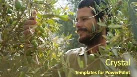  Presentation with olive tree - Colorful PPT layouts enhanced with farmer checking a tree backdrop and a tawny brown colored foreground