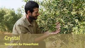  Presentation with olive tree - Amazing PPT theme having farmer checking a tree backdrop and a coral colored foreground