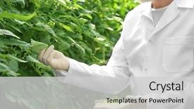  Presentation with lemongrass herb plant fresh leaves - Slide deck with farmer checking leaves of plants background and a light gray colored foreground