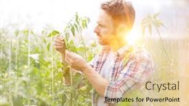  Presentation with plants growing - PPT layouts enhanced with farmer-checking-tomato-plants-growing background and a yellow colored foreground