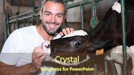  Presentation with cow milk - Presentation theme having farmer feeding a cow background and a tawny brown colored foreground