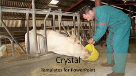  Presentation with holstein cows at dairy farm - Beautiful theme featuring farmer feeding cows in barn backdrop and a coral colored foreground
