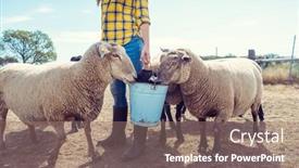  Presentation with sheep - Colorful slide deck enhanced with farmer-feeding-her-farm-sheep backdrop and a coral colored foreground
