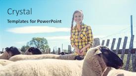  Presentation with sheep - Presentation having farmer-feeding-her-sheep background and a arctic colored foreground
