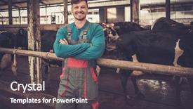  Presentation with dairy farm - Cool new PPT layouts with farmer feeding in the cowshed backdrop and a dark gray colored foreground