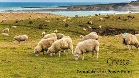  Presentation with green hills - Colorful slide set enhanced with farmer-field-after-harvesting backdrop and a gold colored foreground