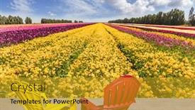  Presentation with rural tourism concept - Slide set featuring farmer field for cultivation of garden buttercups convenient multi-colored plastic armchairs for relaxation stand next to the flower field concept of rural and ecological tourism background and a gold colored foreground