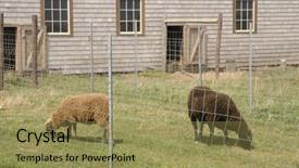  Presentation with sheep - PPT theme with farmer grain storage - sheep background and a yellow colored foreground
