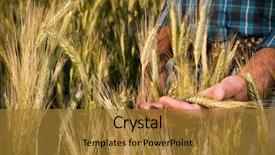  Presentation with harvest - PPT layouts having farmer hand having care background and a gold colored foreground