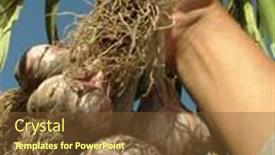  Presentation with garlic - Beautiful theme featuring farmer hand with bunch of garlic bulbs backdrop and a tawny brown colored foreground