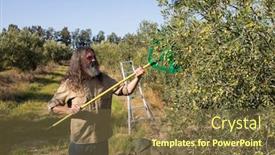  Presentation with olive - Audience pleasing presentation theme consisting of farmer-harvesting-olive-with-rack backdrop and a tawny brown colored foreground