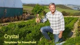  Presentation with organic farming corn seedling growing - Cool new slide set with farmer harvesting organic carrot crop on farm backdrop and a tawny brown colored foreground