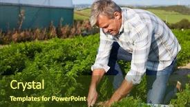  Presentation with crop - Presentation design having farmer harvesting organic carrot crop on farm background and a tawny brown colored foreground