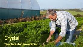  Presentation with crop - Presentation theme consisting of farmer harvesting organic carrot crop on farm background and a tawny brown colored foreground