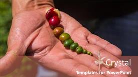  Presentation with coffee beans - Slide deck with farmer-hold-fresh-coffee-beans background and a coral colored foreground