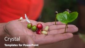  Presentation with hold hand - PPT theme featuring farmer-hold-fresh-coffee-beans background and a tawny brown colored foreground